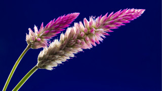 Flower blue background blue sky - a blue sky behind free wallpaper for desktop