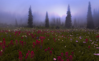 Flower field foggy mountains impressionist - mist free wallpaper for desktop