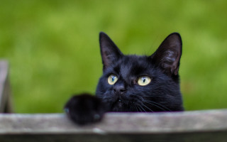Black cat yellow eyes overledge - moss free wallpaper