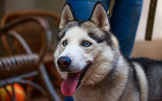 Husky blue eyes tongue out - husky free wallpaper