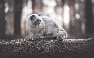 Cat log woods serious photorealistic - in the wood free wallpaper for desktop