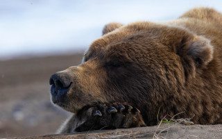 Brown bear dirt field forest 2 - top of a dirt field next free wallpaper