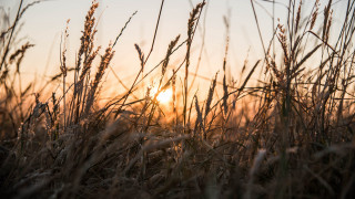 Sunset field grass mountains clouds - tall free wallpaper