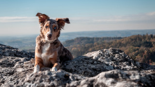 Dog mountain lake beach sky - elke vogelsang free wallpaper