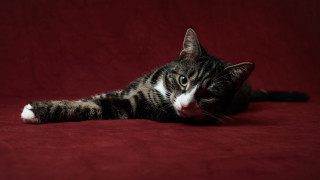 Black cat red blanket green - its head free wallpaper