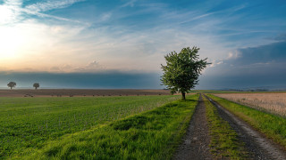 Dirt road green field lone 2 - a lush green field under a cloudy sky free wallpaper