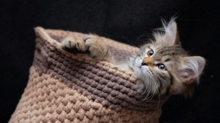 Cat peeking yarn basket blue - inside free wallpaper
