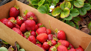 Eden box strawberries flower leaves - the grass next free wallpaper