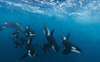 Orca diver underwater ocean bubbles - nearby free wallpaper