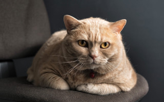 Cat chair collar focus blurry - a chair free wallpaper