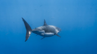 Great white shark fish arcade - photograph free wallpaper for desktop