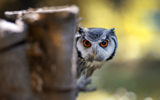 Small owl peeking tree trunk - a small owl free wallpaper