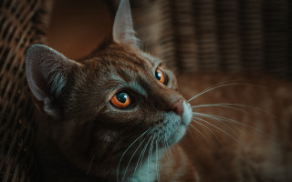 Orange eyes cat looking up - orange eye free wallpaper