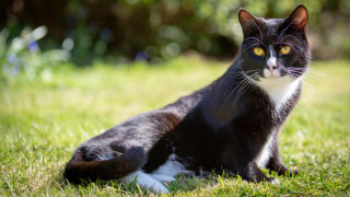 Black white cat curious grass - cat free wallpaper for desktop