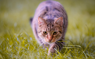 Cat walking grassy field blurry - a grassy field free wallpaper for desktop