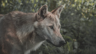 Wolf fence trees naturalism animal - a fence and trees free wallpaper