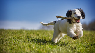 Dog running stick grass sky - a stick free wallpaper