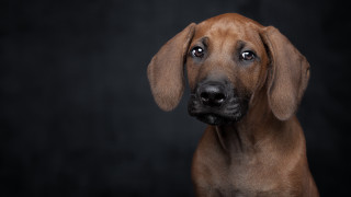 Brown dog sad portrait black - de stijl free wallpaper