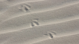 Bird footprints beach wave land - liminal space free wallpaper