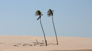 Palm trees beach sand footprints - a few footprint free wallpaper for desktop