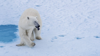 Polar bear snow puddle ice - field next free wallpaper