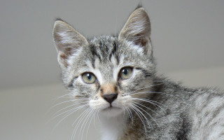 Cat gray striped blue eye - fluxus free wallpaper