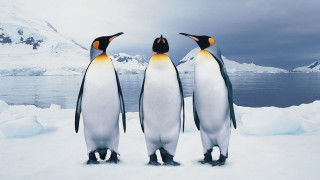 Penguins snow mountains water cloudy - douglas robertson bisset free wallpaper