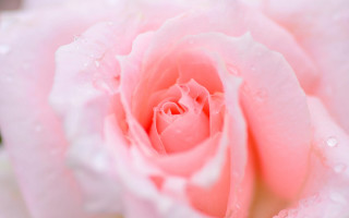 Pink rose water droplets macro 30 - petal and petals free wallpaper