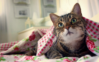 Cat bed checkered blur floral - pattern free wallpaper