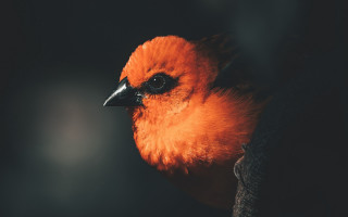 Bird orange feathers black headband - a close up of a bird free wallpaper for desktop