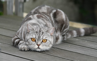 Cat yellow eyes on deck - a wooden deck free wallpaper