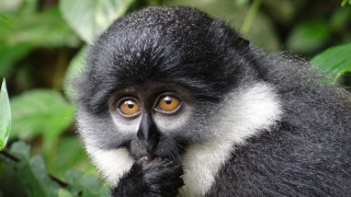 Monkey yellow eye bush leaf - a yellow eye free wallpaper