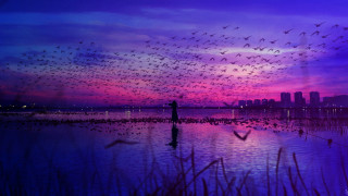 Birds water sunset city purple - chen chun free wallpaper for desktop