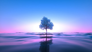 Lone tree reflection sunset horizon - a purple sky free wallpaper for desktop