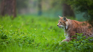 Lynx tallgrass woods closedeyes naturallism - its eye free wallpaper