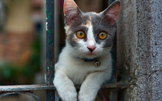 Black cat looking out gate - a collar free wallpaper