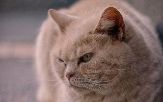 Sad cat on couch photorealistic - sad free wallpaper