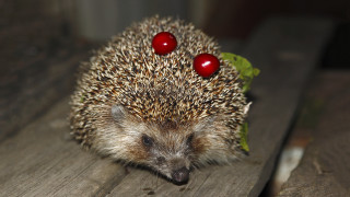 Hedgehog cherries wooden surface ecological - a hedgehog free wallpaper