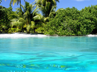 Lake beach trees sky sand - tree and bushes free wallpaper for desktop