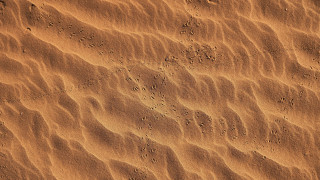 Sandy footprints bird landart closeup - a bird in the foreground free wallpaper