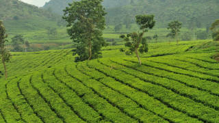Lush green field trees mountains 2 - a lush green field free wallpaper
