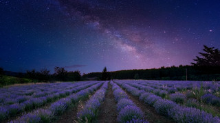 Lavender night sky stars forest - a field of lavender free wallpaper