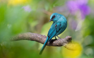 Blue bird branch purple yellow - a blue bird free wallpaper