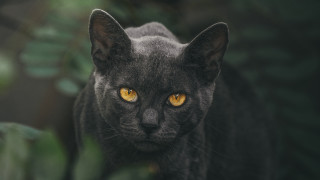 Black cat yellow eyes vanitas 5 - daniel lieske free wallpaper