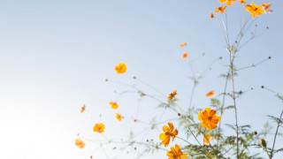 Yellow flowers blue sky green 3 - a few green stem free wallpaper