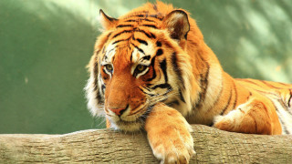 Tiger resting on branch zoo - a tiger free wallpaper for desktop