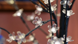 White flower branch bokeh macro - kinetic art free wallpaper for desktop