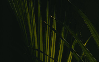 Close up plant long green - a close up of a plant free wallpaper for desktop