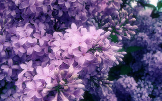 Purple flowers bloom sunlight blurry - david budd free wallpaper
