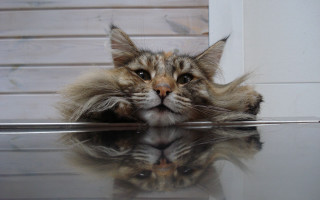 Cat reflection stilllife illusion photorealistic - its head on free wallpaper